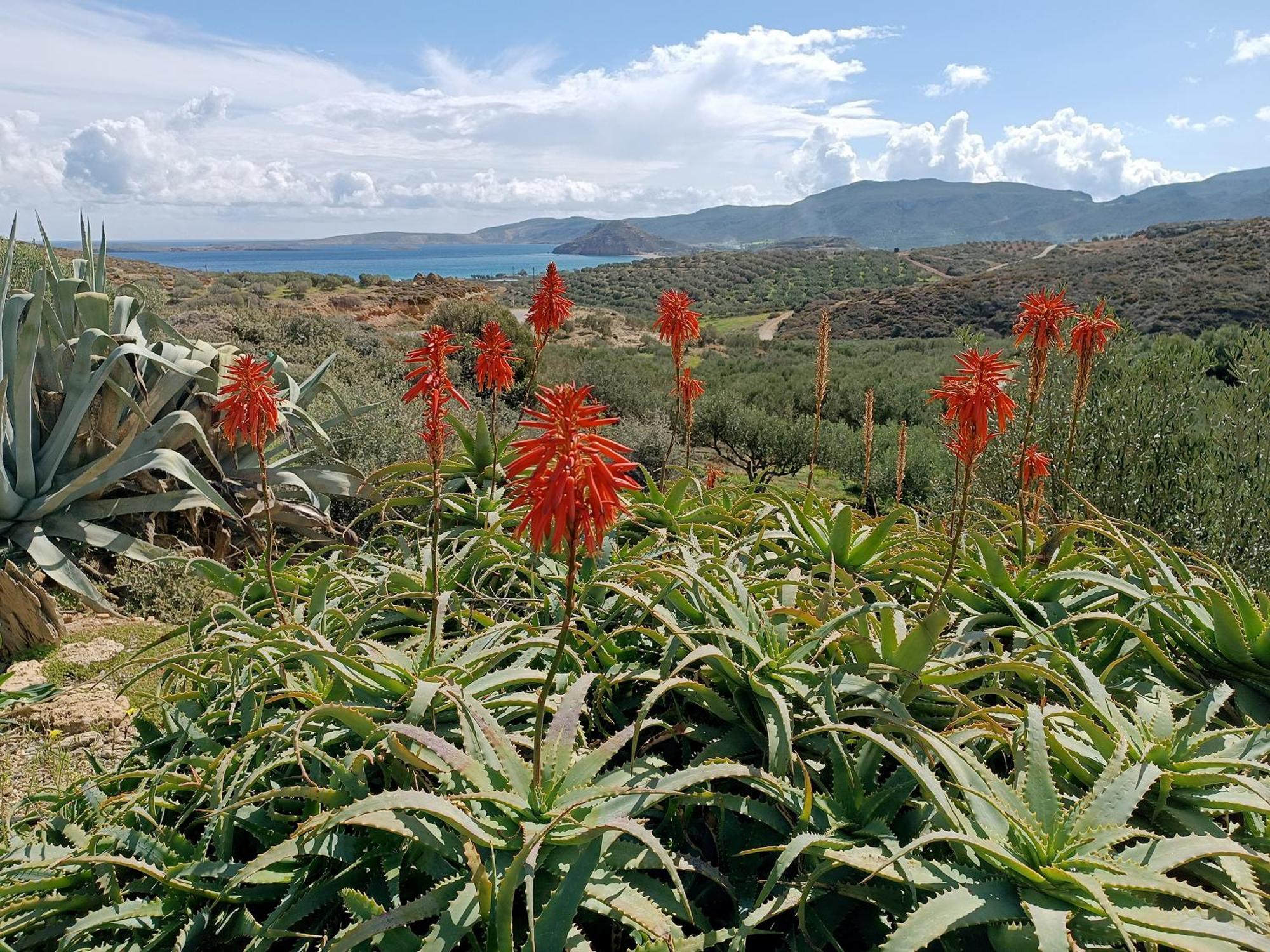 Villa Amalia Palekastro Dış mekan fotoğraf